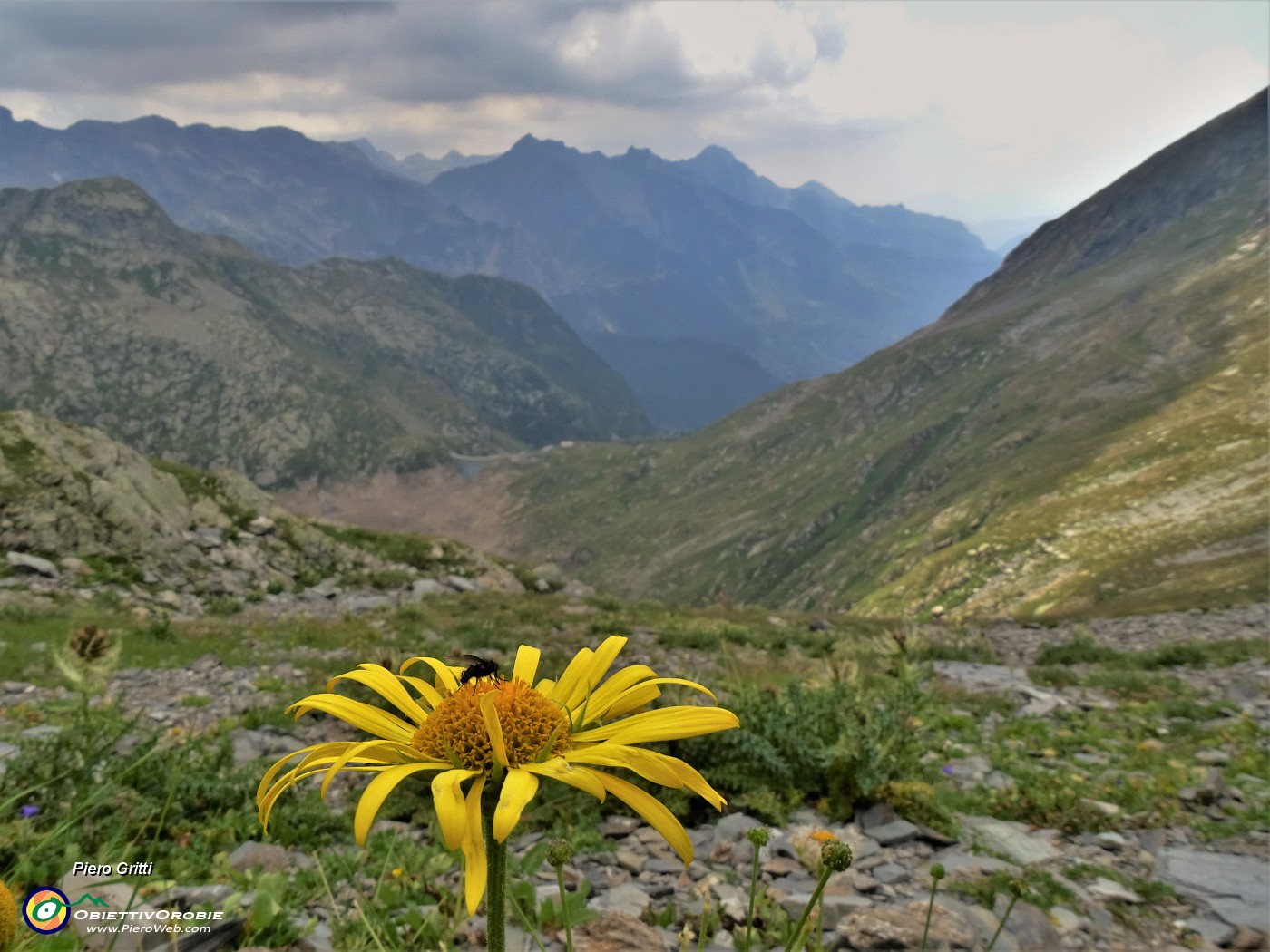 52 Doronicum grandiflorum (Doronico dei macereti) con vista  sulla Valle del Monte Sasso  .JPG